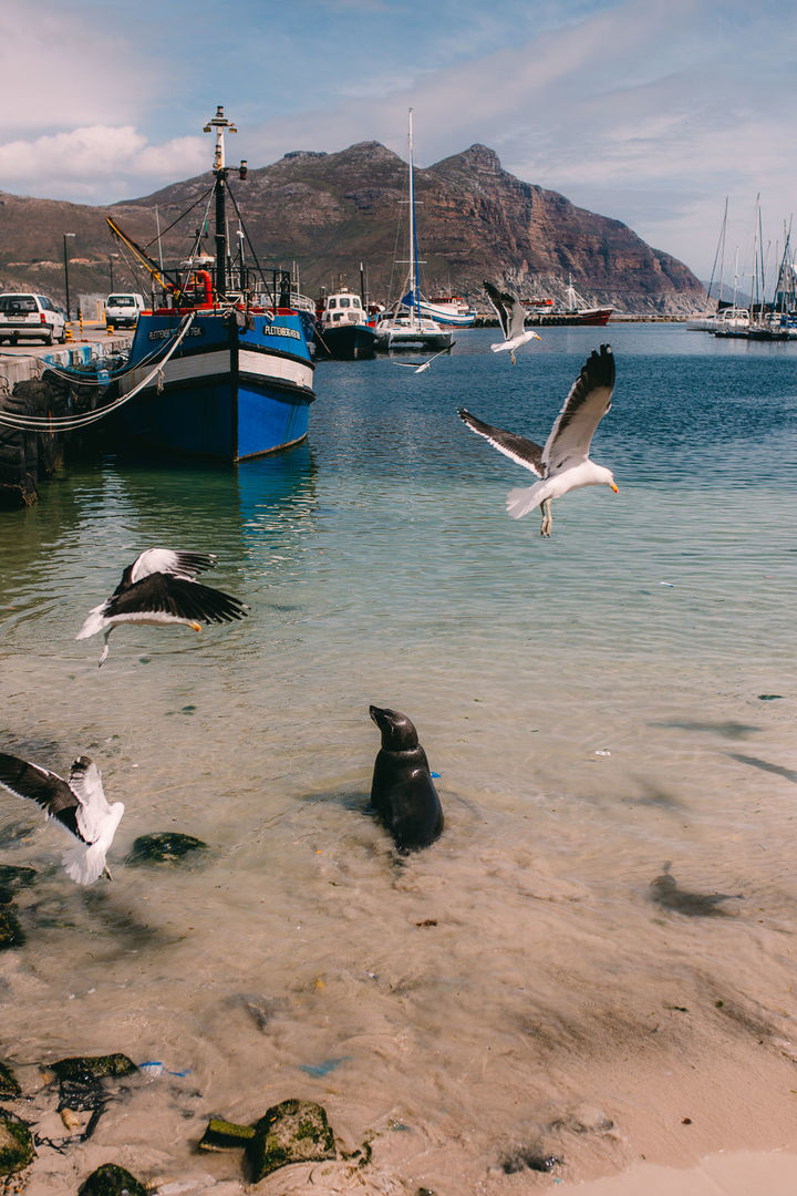 Foto VIAGENS - Capetown! Foto VIAGENS - Capetown! - Imagem 95