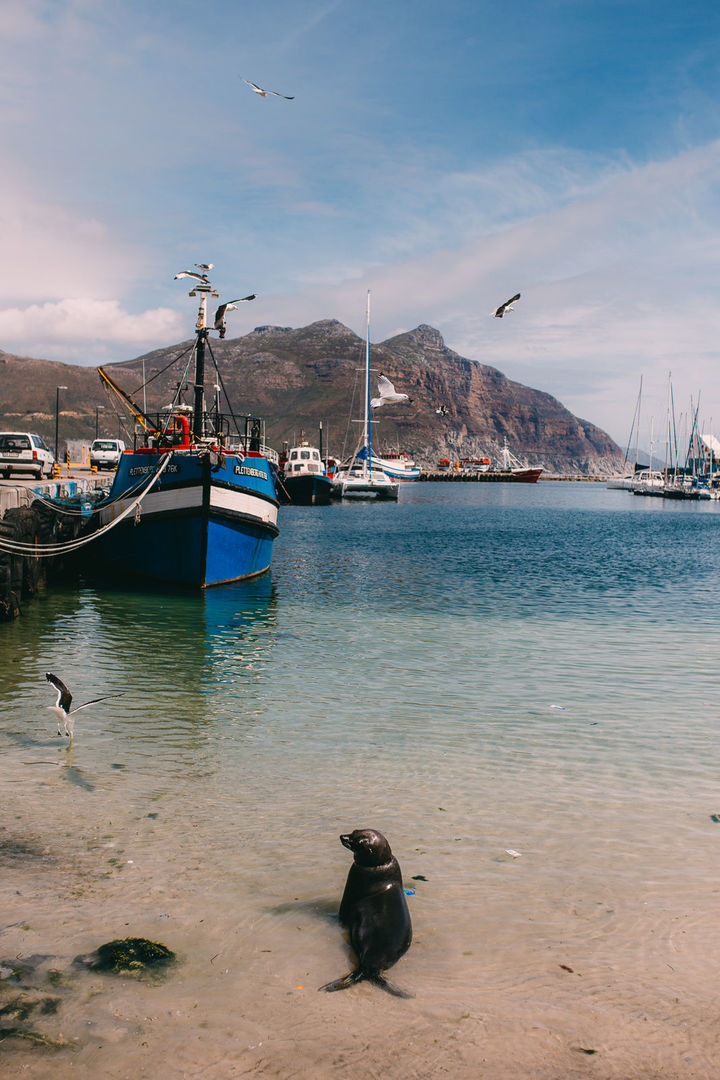Foto VIAGENS - Capetown! Foto VIAGENS - Capetown! - Imagem 97